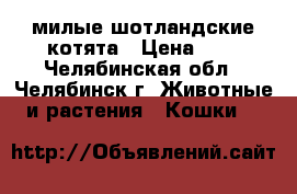милые шотландские котята › Цена ­ 4 - Челябинская обл., Челябинск г. Животные и растения » Кошки   